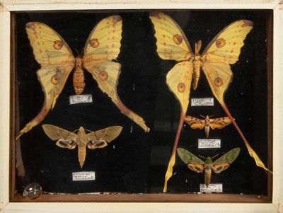 de nombreux papillons de nuit exposés dans un cadre en bois