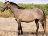 un cheval brun debout dans un champ, avec des arbres en arrière-plan