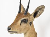 an image of a close up of a deer ' s head