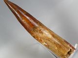 an image of a long horn shaped object on a white surface