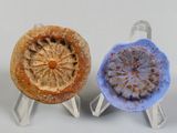 trois types différents de tartes présentés sur des présentoirs transparents
