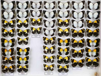 de nombreux types de papillons différents présentés dans une vitrine