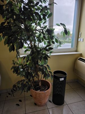 une plante en pot posée devant une fenêtre dans une salle de bains