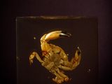 une photo d'un crabe dans une boîte en verre