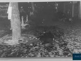 black and white photograph of a cow laying on the ground next to a tree