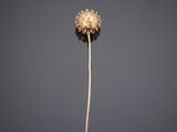 an image of a single flower head on a stick