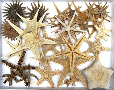 many different types of starfishs in a white box