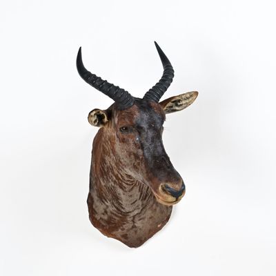 une image représentant une tête de cerf accrochée au mur