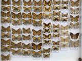 de nombreux types de papillons différents présentés dans une vitrine