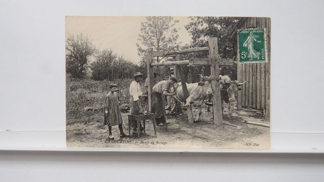 La Courtine : Bœufs au ferrage. État superbe. Carte RARISSIME !!!