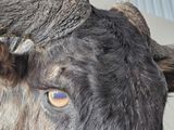 a close up of a goat ' s head with large horns