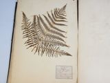 an open book with a fern leaf on it sitting on top of a table