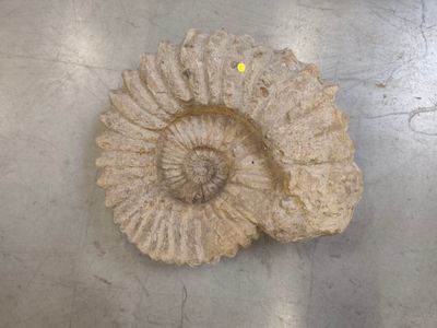 a fossil in the middle of a table with a yellow dot on it