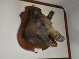 a boar head mounted on the wall of a room