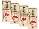 quatre pièges à souris rouges contenant chacun un rat rouge, sur fond blanc