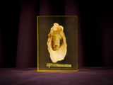 a glass box with a picture of a dog inside of it
