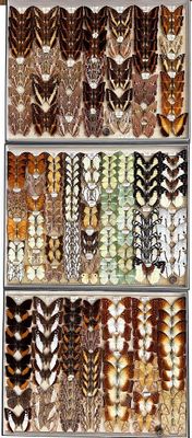 a lot of different types of feathers on display