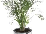 la plante en pot est posée sur une surface blanche