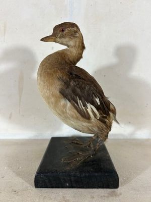 un petit oiseau posé sur un socle noir