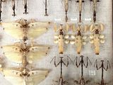 a lot of bugs that are hanging on the wall
