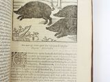 an open book with a picture of a bear and a pig on it
