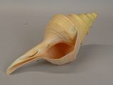 shell of a sea snail on a gray background
