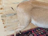 a dog that is standing on a rug in a room