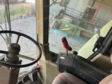 a small bird sitting on the steering wheel of a bus