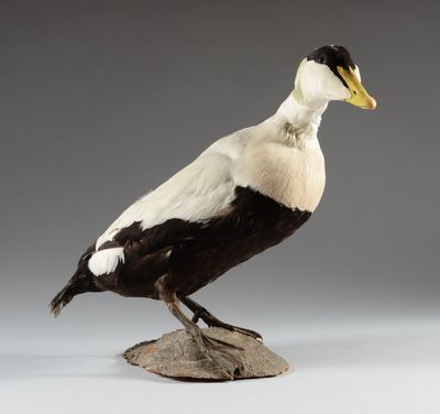 un canard blanc et un canard noir perchés sur un rocher, sur fond gris