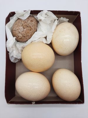 four eggs in a box on a white surface