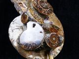 a picture of a broochete with shells on a stick
