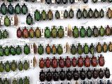 a lot of beetles that are on display on the wall