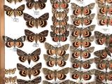 many different types of moths displayed in a wooden frame
