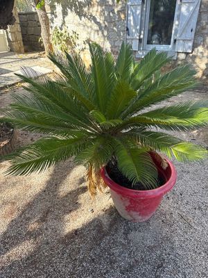 une plante posée dans un pot posé à même le sol
