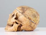 a skull that is sitting on top of a table