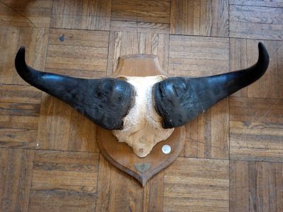 une image représentant une tête de taureau accrochée au mur