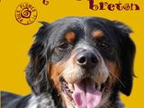 a picture of a dog that is smiling for the camera