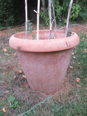 une plante qui pousse dans un grand pot