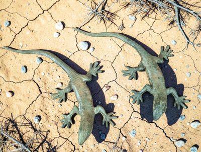 two lizards that are sitting on the ground