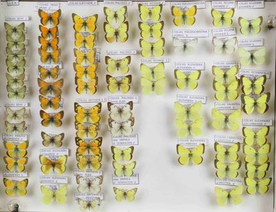de nombreux types de papillons exposés dans une vitrine