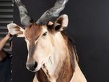 a man that is standing next to a wall with a deer head on it