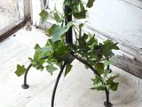 a plant that is growing on a stand outside of a window