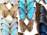 a lot of butterflies that are in a white box