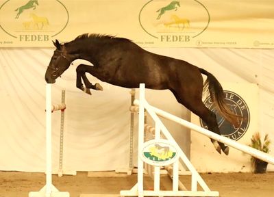 a horse that is jumping over a jump in the air