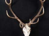 a close up of a deer skull with antlers on a black background