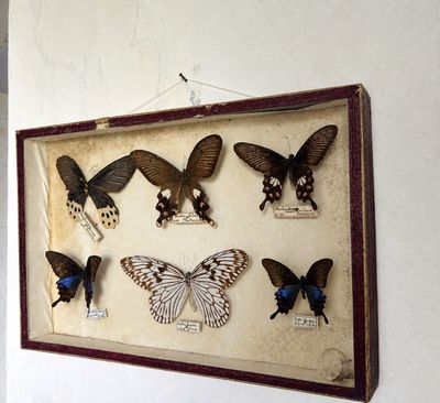 a picture of a display of butterflies on the wall