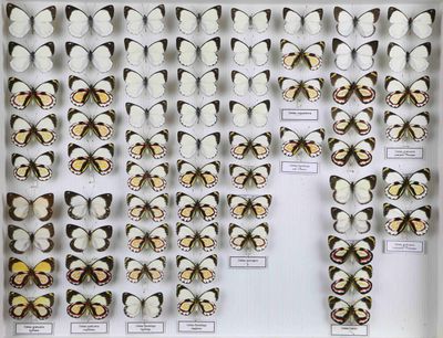 de nombreux papillons dans une vitrine, accompagnés d'étiquettes