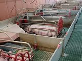de nombreux cochons alignés dans une porcherie