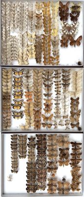 a close up of a display case filled with lots of different types of feathers