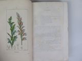 an open book with a drawing of a plant on it